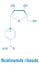 Nicotinamide riboside or NR molecule. Precursor of nicotinamide adenine dinucleotide, NAD. Skeletal formula.