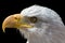 Nictitating membrane of bald eagle. Close-up of bird eye with th