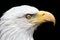 Nictitating membrane closed on the eye of a bald eagle