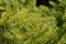 Nidiformis Norway spruce