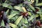 Nidularium innocentii bromeliads