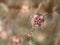 Nigella aka Love in a mist seedhead, garden flower gone to seed, blurry background due to differential focus. Macro.