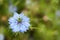 Nigella damascena blue flower