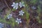 Nigella damascena flowering plant with different shades of blue flowers