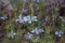 Nigella damascena flowering plant with different shades of blue flowers