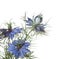 Nigella damascena flowers