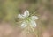 Nigella damascena love in a mist beautiful flower of bluish white color with leaves that give it the appearance of spider web on a