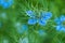 Nigella damascena, love-in-a-mist, or devil in the bush. Blue nigella flowers close up. Spring flowers.