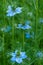 Nigella damascena, love-in-a-mist, or devil in the bush. Blue nigella flowers close up. Spring flowers.