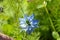 Nigella damascena, love-in-a-mist, ragged lady or devil in the bush