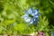 Nigella damascena, love-in-a-mist, ragged lady or devil in the bush