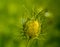 Nigella damascena, love-in-a-mist, ragged lady or devil in the bush