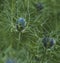 Nigella damascena, love-in-a-mist, ragged lady or devil in the bush