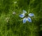 Nigella damascena, love-in-a-mist, ragged lady or devil in the bush