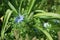 Nigella damascena, love-in-a-mist, ragged lady or devil in the bush, is an annual garden flowering plant. Berlin, Germany