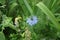 Nigella damascena, love-in-a-mist, ragged lady or devil in the bush, is an annual garden flowering plant. Berlin, Germany