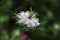 Nigella damascena white flower on green background, love-in-a-mist, ragged lady or devil in the bush, is an annual garden flowerin