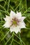 Nigella damascena, white flower star. Macro.