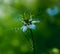 Nigella damson, photos taken with a super macro lens