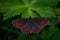 Nigella ligea, or nigella Ligeya, or nigella coffee, or brown satyr lat. Erebia ligea is a diurnal butterfly from the marigold