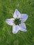 Nigella love in a mist flower in meadow