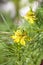 Nigella orientalis, `Transformer` Yellow Fennel Flower, Love-in-a-Mist