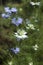 Nigella sativa flower with blue flowers Love-in-a-mist, summer herb plant with different shades of blue flowers on small green s