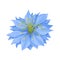 Nigella sativa flower isolated. Vector cartoon flat illustration, icon.