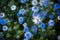 Nigella sativa - nature blue and white flowers