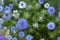 Nigella sativa - nature blue and white flowers