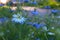 Nigella sativa - nature blue and white flowers