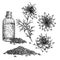 nigella sativa set sketch hand drawn vector