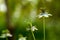 Nigella sativa is a small flowering shrub with purple or white-tinged flowers