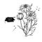 Nigella sativa vector drawing. Black cumin isolated illustration. Hand drawn botanical flowers and leaves.