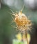 Nigella seed head