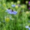 Nigella Spanish sky blue flower, used in medetsin as fragrant tea