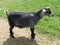 Nigerian Dwarf goat