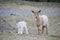 Nigerian Dwarf Goat and Kid