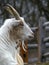 Nigerian Dwarf Goat in Profile, Looks Peaceful