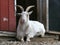 Nigerian Dwarf Goat at Rest by the Red Barn Door