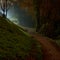 Nigh time image of eerily lit path besides trees and grassy incline with trees silhouetted
