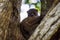 Night Ankarana Sportive Lemur, Madagascar