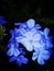 Night bloom blue flowers night shine