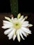 Night Blooming Cereus