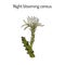 Night Blooming Cereus, Cactus grandiflorus, medicinal plant