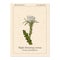 Night Blooming Cereus, Cactus grandiflorus, medicinal plant