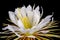 Night-blooming Cereus Closeup, Isolated