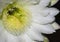 Night Blooming Cereus Jamacaru Flower Closeup