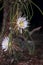 Night-blooming Cereus With Newly Formed Buds, And Near Bloom Buds, And Cactus Vines