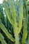 Night blooming cereus  plant  in its natural environment